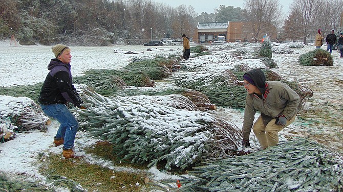 Luke Fowler and Armor Okeson, employees at Sexton Christmas Trees in the Village Centre in Great Falls, select a tree. 