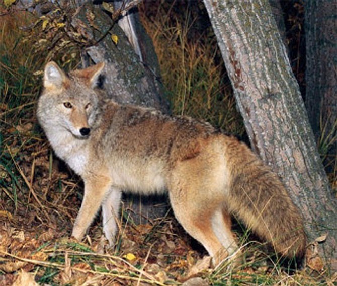 Wildlife officials have experienced an increase in the number of calls reporting coyote sightings in recent weeks across Fairfax County.