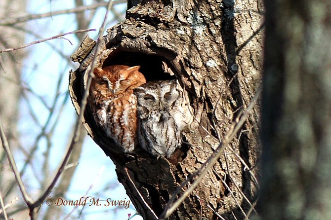 This pair of Eastern Screech-owls, presumably a mated pair, were roosting in the woodlands along the Potomac, south of Alexandria. (The rufous-morph is the female and the gray-morph is the male.) 