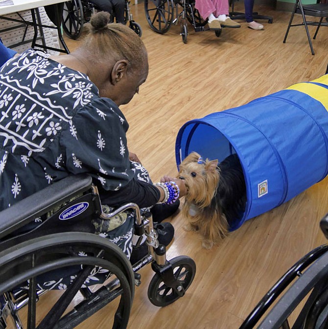 Dorothy Feimster coaxes Zoe through the tunnel with the reward of a treat on the other end.