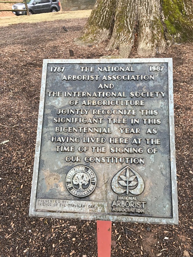 The plaque placed in front of the Travilah Oak attests to its age.