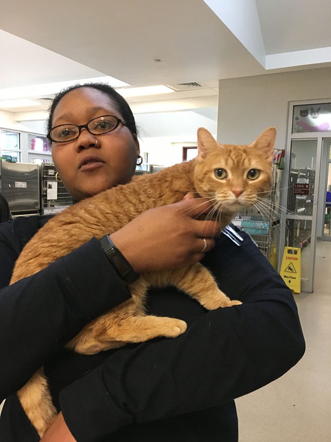 Brittany Gabourel, interim adoptions manager at Montgomery County Animal Services and Adoption Center, holds one of the cats available for adoption on Saturday, Feb. 24.