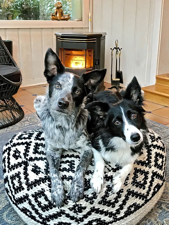 Mary Ann Redmond of Great Falls shares this photo of Moses and Indi on the poofy.