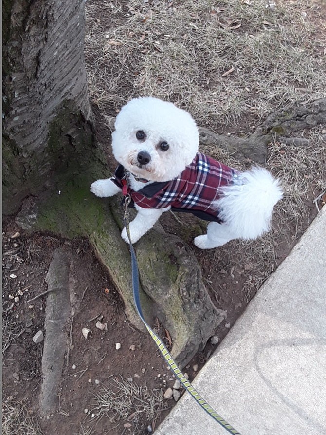 Tiki in his new plaid coat.