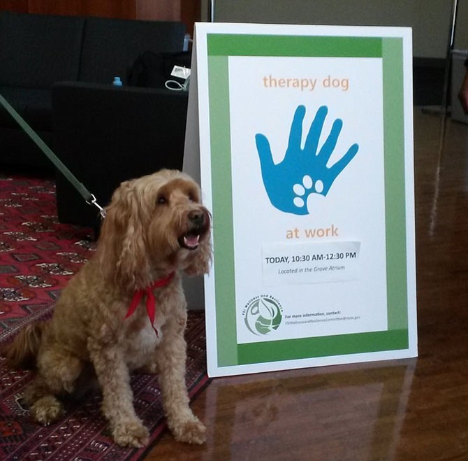 Chance at the Therapy Dog Program at the U.S. Department of State.