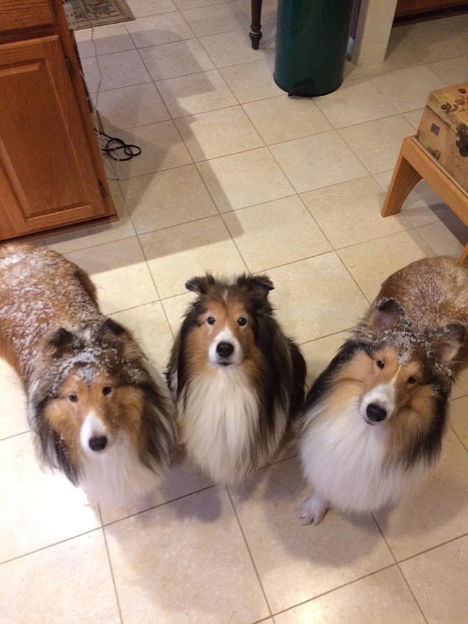 Winter Day in Herndon: Sally, Duncan and Dillon. Guess which dog didn’t go out in the snow? They live in Herndon with Gwyn Whittaker, owner of the GreenFare Organic Cafe.