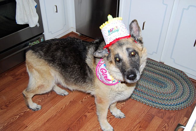The Krallinger family of Fairfax shares this photo of Heidi. She is a German Shepard that celebrated her 13th birthday on Jan. 26. She still loves playing Frisbee with the family, a sport she has always loved.