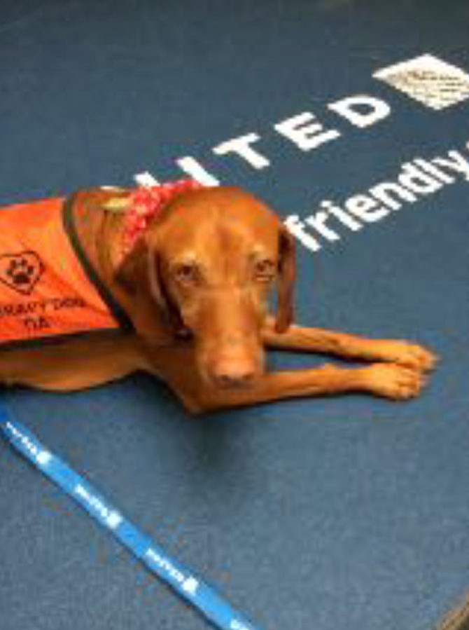 Therapy Dog duties at Dulles International Airport.