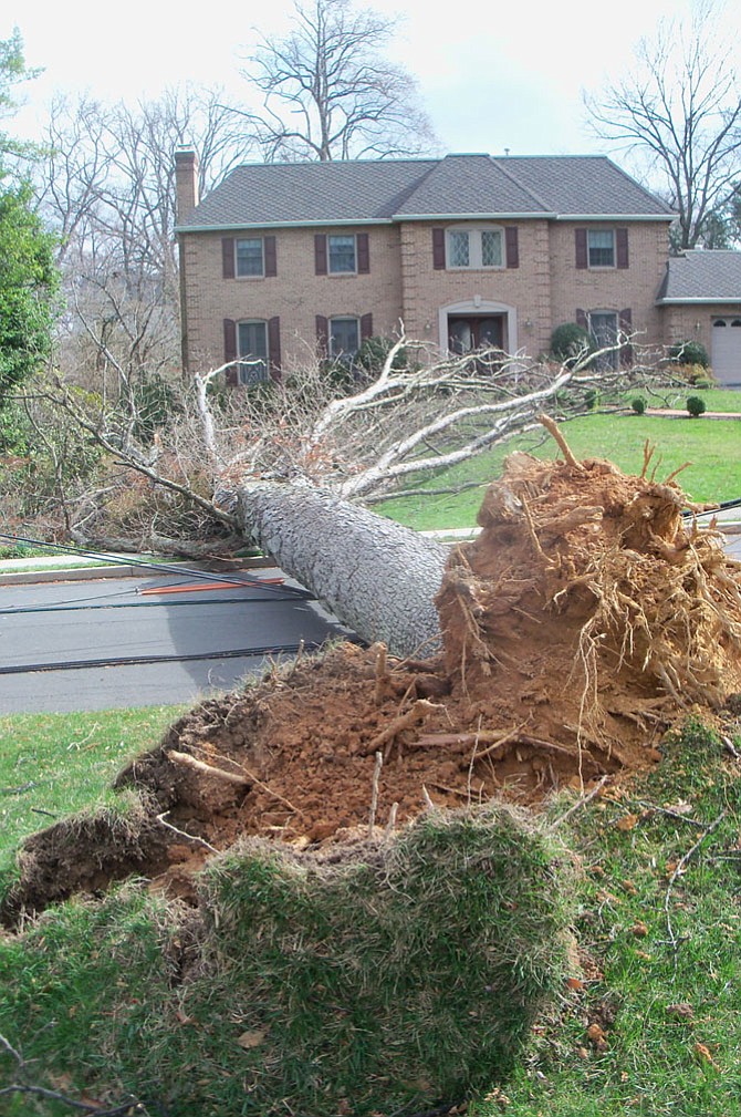 A tree down on N. Ohio Street on March 2.
