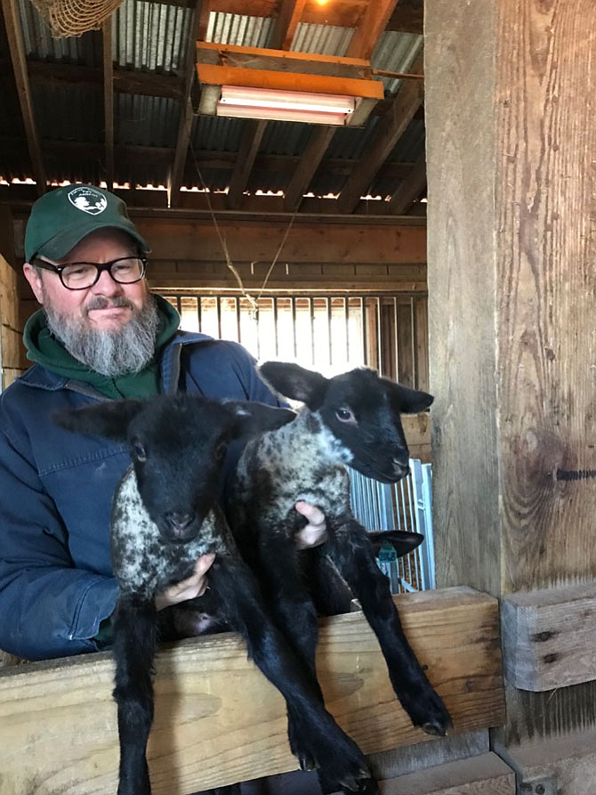Eric Sumner, Farm Mechanic at Frying Pan Farm Park in Herndon, holds up twin lambs born Sunday, Feb. 25. These babies, like one born Saturday, March 3 during the high-impact windstorm that hit the region, will stay indoors for a few weeks before going out to pasture.