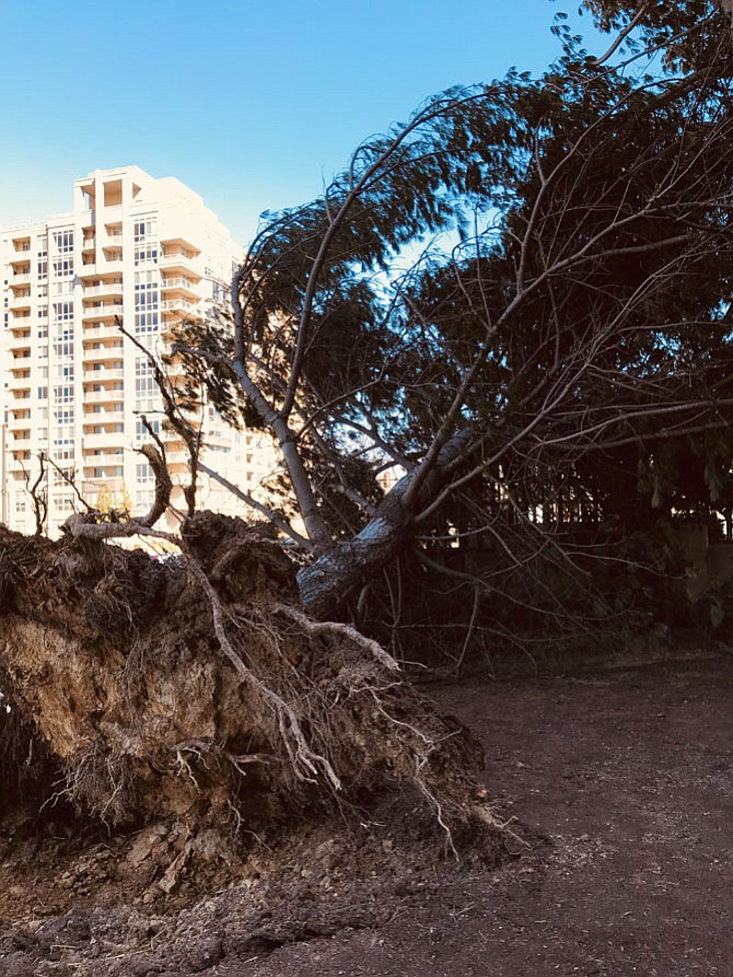 The powerful winds of Winter Storm Riley ripped the roots of a massive pine tree out of the ground, crashing it onto the Reston Town Center sign at the corner of New Dominion Parkway and Temporary Road in Reston. Central Services Facility estimates it will be at least a month before tree cleanup throughout Reston is completed.