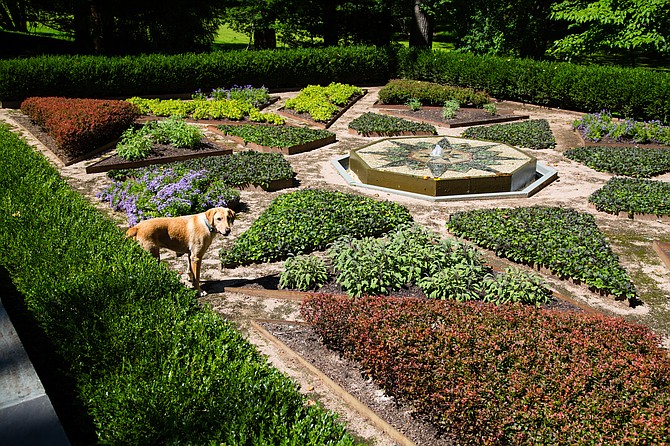 The 85th Historic Garden Week in Virginia includes tours of homes and gardens around Virginia, as well as in Great Falls, McLean and Vienna, hosted by the Garden Club of Fairfax on Tuesday, April 24, 2018. The featured historic home was once the Hunting Lodge for Lord Fairfax, for whom Fairfax County is named; a privately owned home, beautifully preserved and not often open to the public, dating to the mid 1700s. This garden is designed like a quilt because the owner of this historic house is a world-renowned quilter. fairfax@vagardenweek.org for tickets. www.vagardenweek.org.