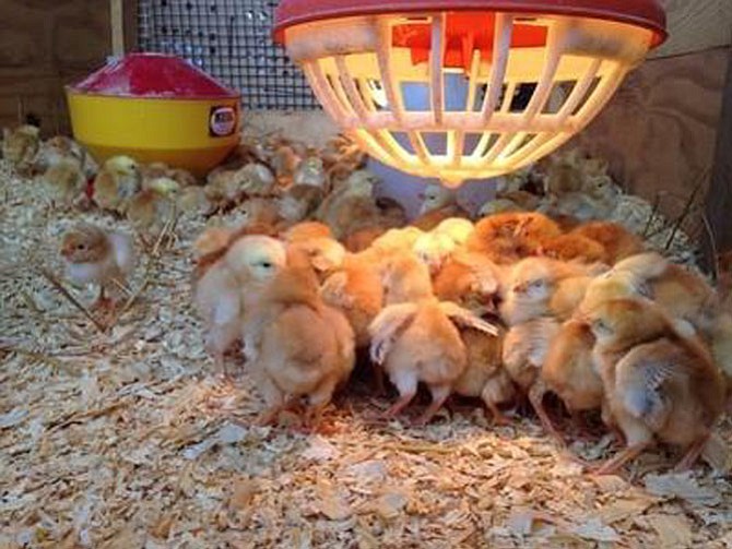 Rocklands Farm’s Rent a Chick program offers instruction and supplies for the care and feeding of the chicks.