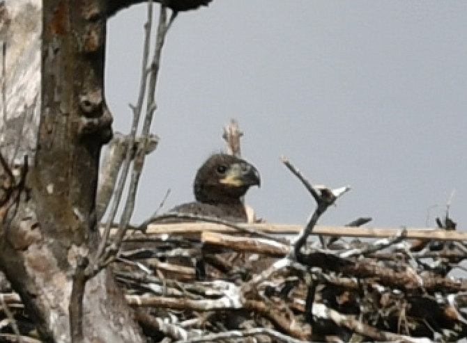 An eaglet peers over the nest.