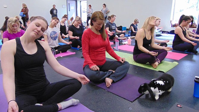 About 50 people took part in a Bunny Yoga event sponsored by the Friends of Rabbits at the Veterinary Holistic Center of Northern Virginia located in Springfield.