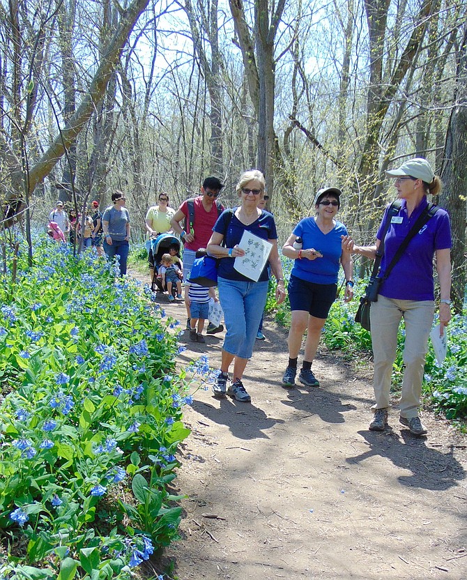 Naturalist Marijke Gate gives a walking tour of the Virginia bluebells and wildflowers at Riverbend Park in Great Falls during the Bluebell Festival.