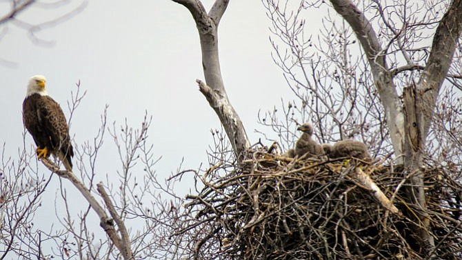 The male eagle has flown down the Potomac River, probably looking for food for the three growing chicks. The female eagle moves off the nest onto the sentry tree, and looks back at the nest where one of the chicks is looking back at her.