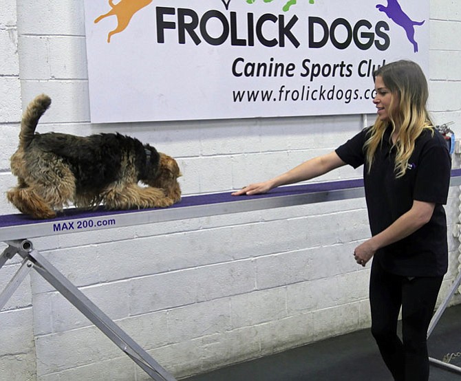 Frolick Dogs is a canine sports club that offers dogs the opportunity to run the treadmill, race through the obstacle course and walk the balance beam along with having fun with each other.