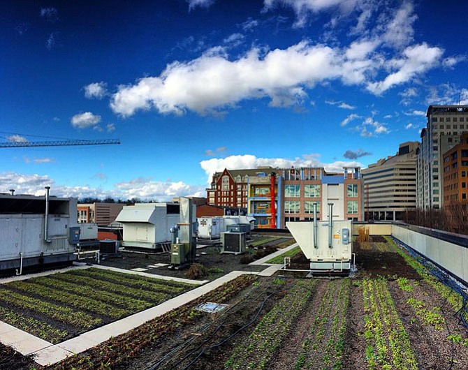 17,000 square feet of agriculture on the top of Pike & Rose residential buildings.