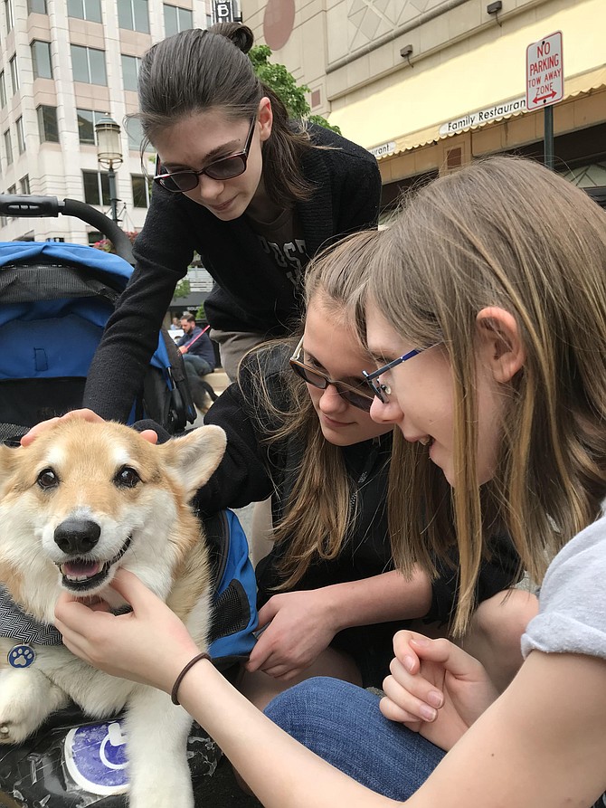 (From left) Autumn, Michelle, and Bella Smith pet Tony-2-Toes, a Corgi owned by Amy Apple of Vienna. Apple explained she got her dog as a rescue 14 years ago. "He's too old to walk far, so I bring him back here in his stroller," she said. 