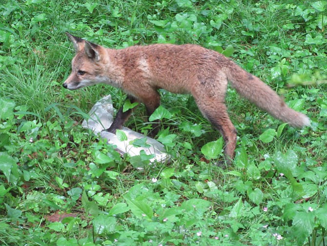 A fox kit investigates the Mount Vernon Gazette.