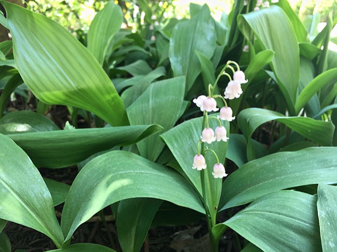 Lily of the Valley.