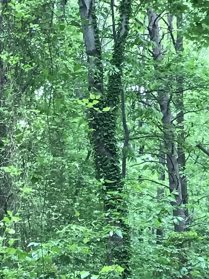 English Ivy, as seen on this tree’s trunk, is an invasive plant that competes for a tree's nutrients, water and sunlight with added moisture around the bark attracting bugs. If left to climb, the tree’s branches dieback from the ground up with the imbalance in the branches and added vine weight at the top of the tree, making it prone to fall over.