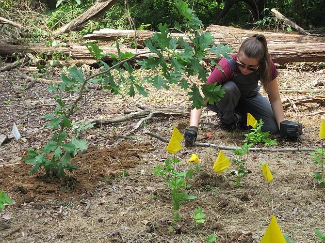 Katherine Isaacson helped put in plants and trees.