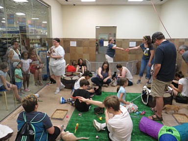 Kittenpalooza: July 1 at Potomac Yards PetsMart, 3351 Jefferson Davis Highway in partnership with Lost Dog & Cat Rescue Foundation.  Almost 30 kittens were available for adoption.