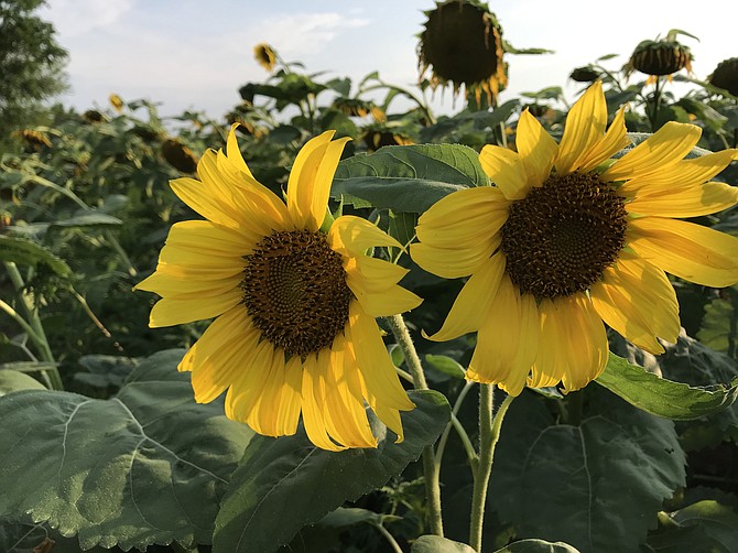 Sunflowers are in peak bloom right now.