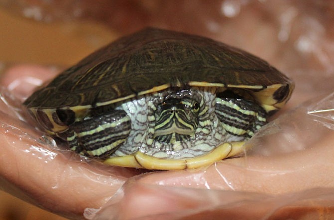 Caitlin Gerrard also owns a turtle, named Turtellini. She wears gloves to hold Turtellini because touching turtles can sometimes transmit salmonella. 