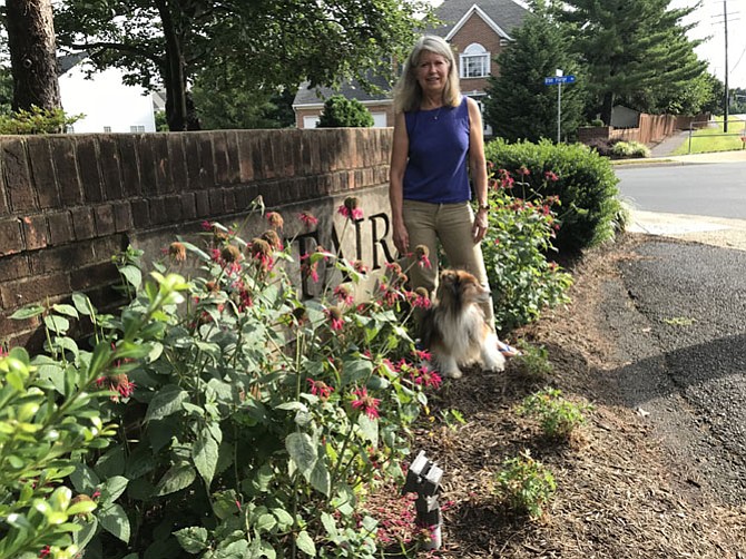 Gwyn Whittaker, president of the Sycamore Ridge Homeowners Association in Oak Hill and her dog Duncan check on the native perennials the HOA planted last fall at the entrance to their development. “It’s a work in progress; an investment in long-term sustainability,” said Whittaker.
