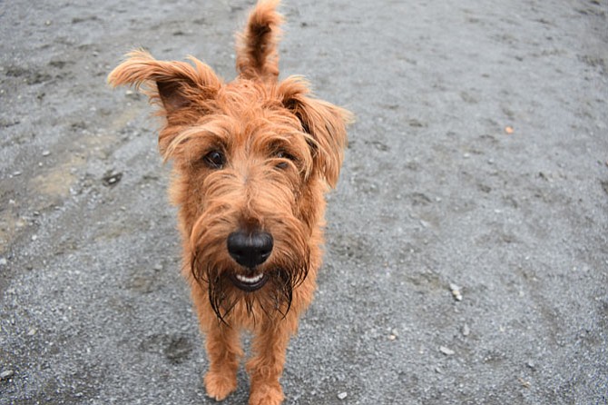 As Fiona, an Irish terrier, runs around at the dog park, Patrick Hyland talks to other dog owners. “It’s a great place to meet other people and chat. We get a very nice, diverse mix of people here,” Hyland said. “Everyone gets along fairly well.”