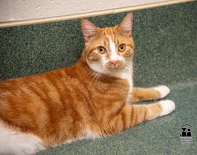 Smartest and handsomest cat Junior is looking for an adopter who can appreciate his cleverness and athleticism.