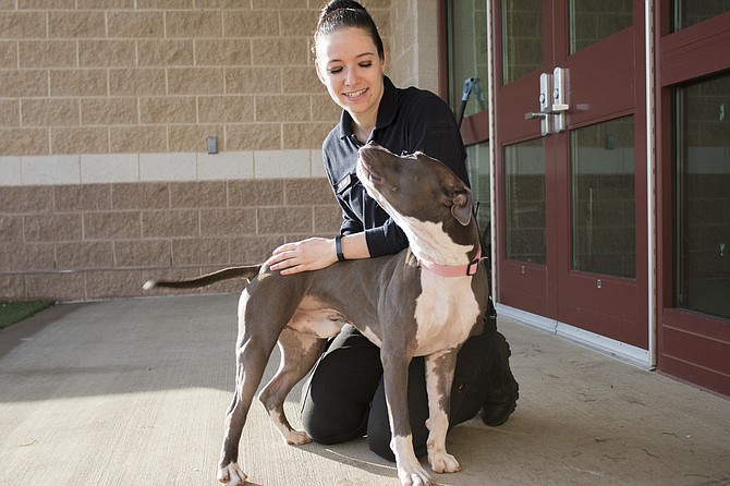 Volunteers and staff work with animals at the Montgomery County Animal Services and Adoption Center.