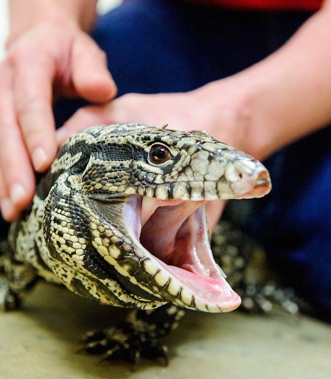 One of the Argentinian Tegu lizards found outside the AWLA.