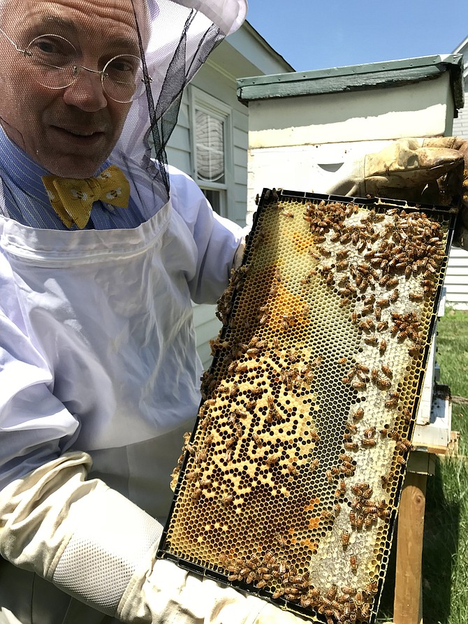 Tim Field of Herndon checks his honeybee hives. Although his hives did not suffer colony loss, 60 percent of reporting beekeepers in the Commonwealth of Virginia did, the fourth highest loss percentage in the United States. In an effort to increase the bee population in Virginia after a reported near 60 percent total colony loss by reporting beekeepers in the Commonwealth, individuals 18 years and older may receive up to three free bee hives through the Virginia Department of Agriculture and Consumer Services  Beehive Distribution Program.