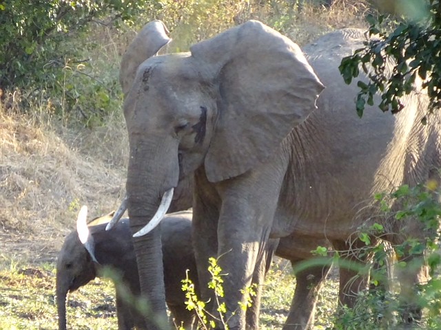 Save the Elephants in Mount Vernon