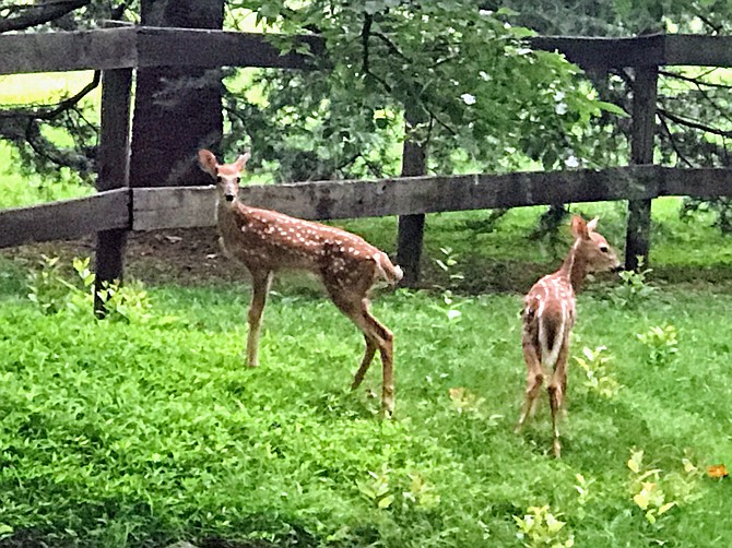 Deer by the roadside: Saturday, Sept. 8, marks the start of the Fairfax County 2018-2019 Deer Management Program.