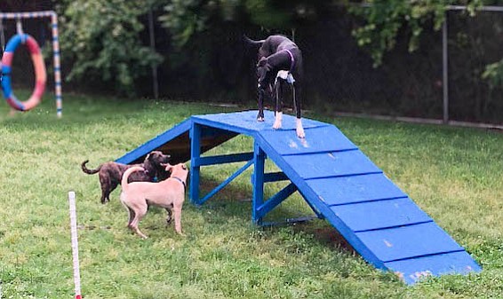 Top the Great Dane comes out  on top during a playgroup session. Top overcame his fears, partly as a result of such play, and was adopted.