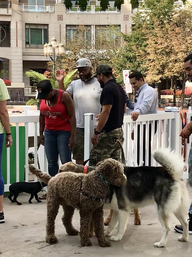 Latoya Wilson of Herndon, her husband Michael and their dog, Milo return to Dog Days of Summer at the Reston Town Center Pavilion for another late afternoon and early evening of socialization and exercise for both them and Milo.
