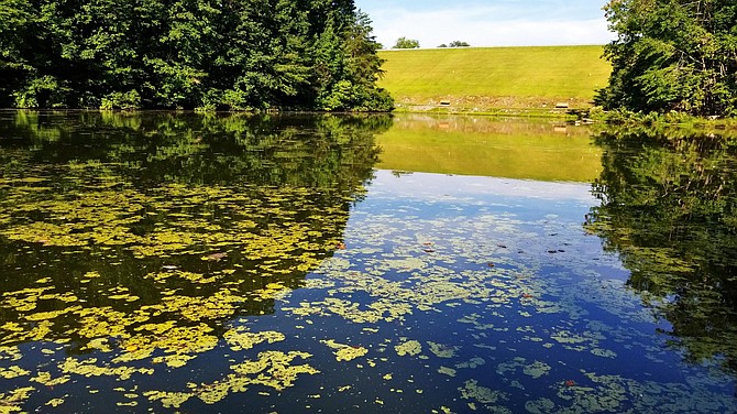 The toxic algae bloom named Microcystis on Lake Audubon appears like spilled green paint or pea soup on the surface of the water. A drop in water temperature will help get rid of the bloom.