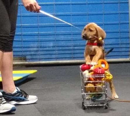 Mozzarella shows off his tricks during the freestyle portion of the Great Puppy Games.