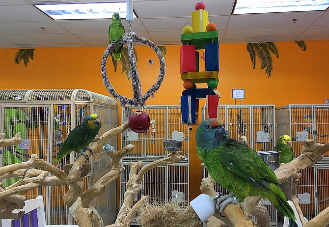 Amazon parrots playing on their gym, which includes a java tree.