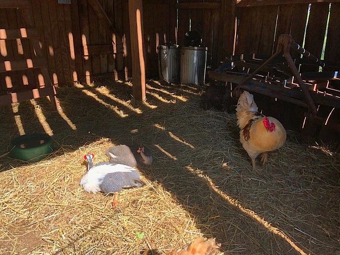 At Poplar Spring, this Guinea hen and rooster share their wealth: a cozy barn and a bed of straw. Possibly it is because of a sense that they are safe and can live out their lives here without fear. 
