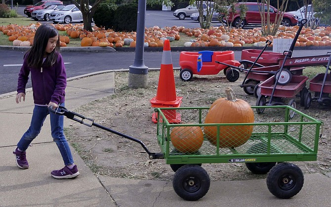 Lucy Tran loads up her wagon and hauls her two pumpkins to the car.
