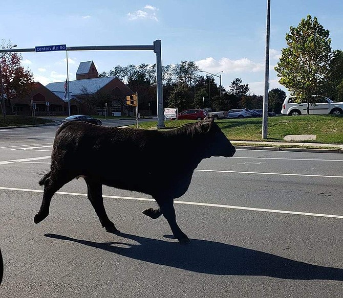 Hokie the heifer heads for the hills as the bovine artist eludes capture by Frying Pan Farm Park staff, Fairfax County Police Department and Fairfax County Fire and Rescue Department on Friday, Nov. 2.