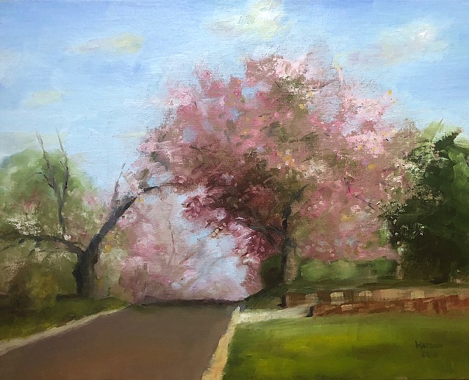 Cherry Blossoms Just after Peak by Geoff Watson.