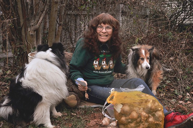 Marcia Wines and Busia Bear plant daffodils with the help of her two Shelties, (from left) Mr. Peabody and Shamrock. "The daffodils will bloom in the springtime of our retirement,” wrote Wines.