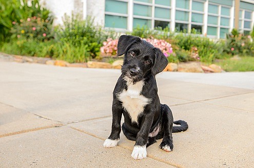 Pirate poses for his Puppy Bowl debut.